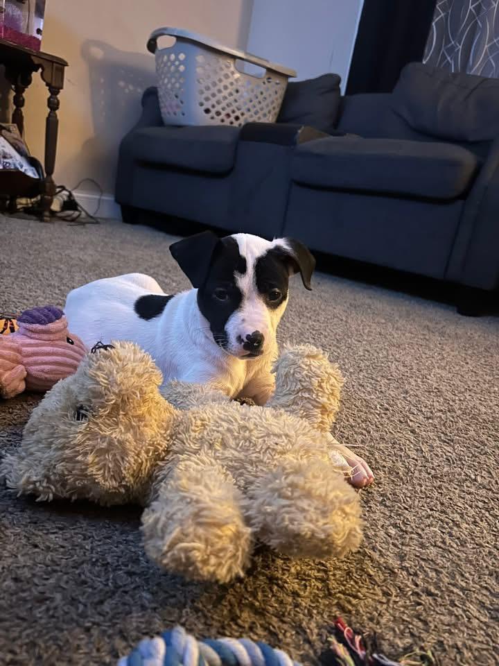 Bird , ADOPTABLE, Puppy Female Pit Bull Terrier.