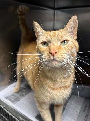 Sunny, an adoptable Domestic Short Hair in North Myrtle Beach, SC, 29582 | Photo Image 5