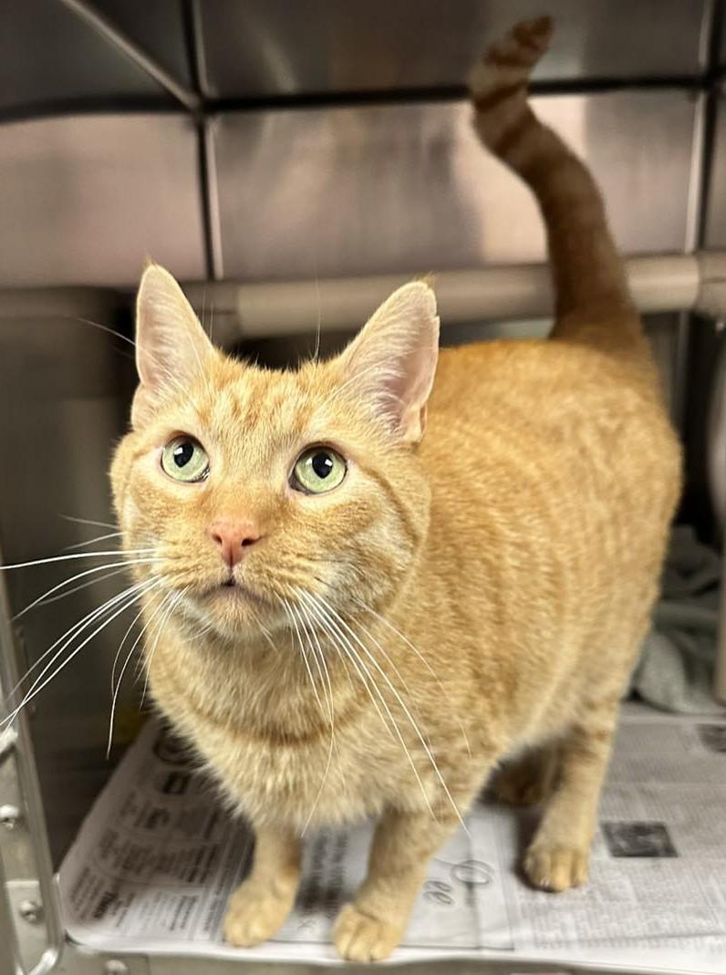 Sunny, an adoptable Domestic Short Hair in North Myrtle Beach, SC, 29582 | Photo Image 4