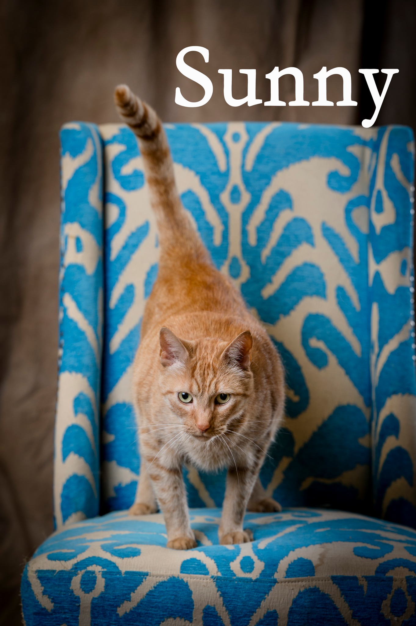 Sunny, an adoptable Domestic Short Hair in North Myrtle Beach, SC, 29582 | Photo Image 6