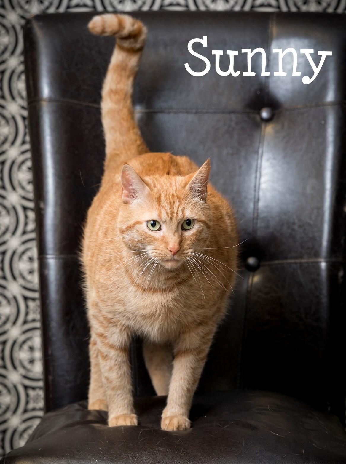 Sunny, Senior Male Domestic Short Hair