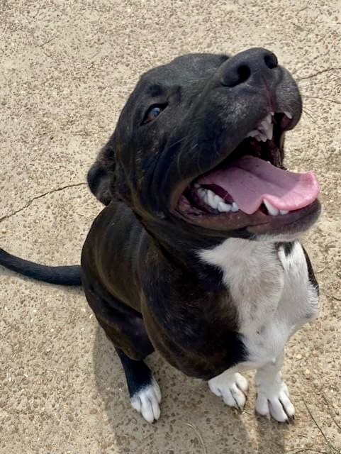 Dexter, Young Male Mixed Breed