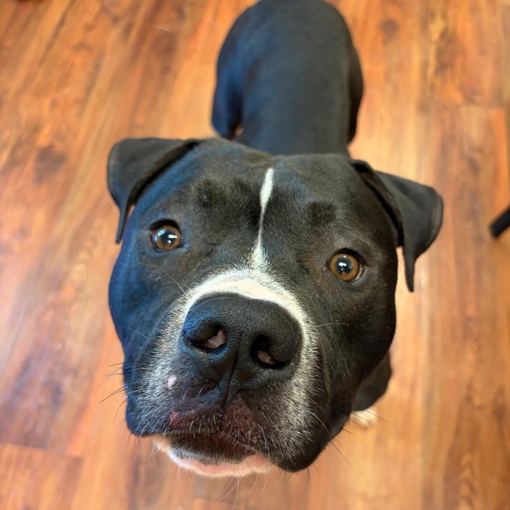 Bentley, a Adoptable Pit Bull Terrier in Charlottesville, VA image 1/6