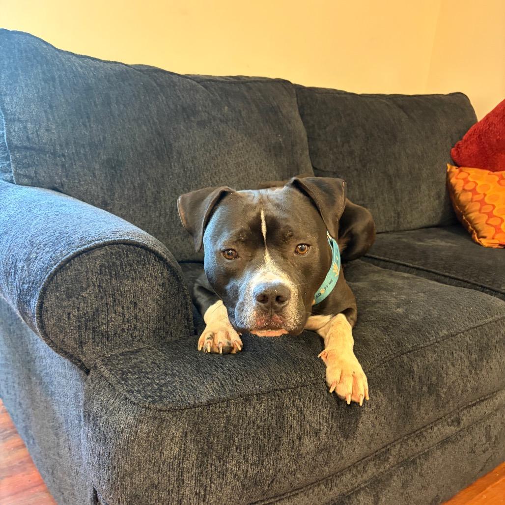 Bentley, a Adoptable Pit Bull Terrier in Charlottesville, VA image 2/6