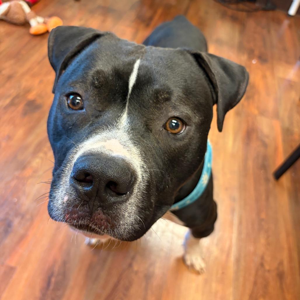 Bentley, a Adoptable Pit Bull Terrier in Charlottesville, VA image 3/6