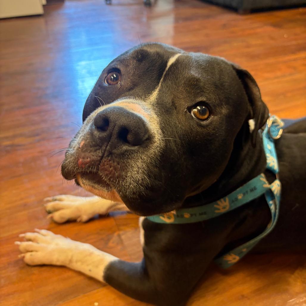 Bentley, a Adoptable Pit Bull Terrier in Charlottesville, VA image 4/6