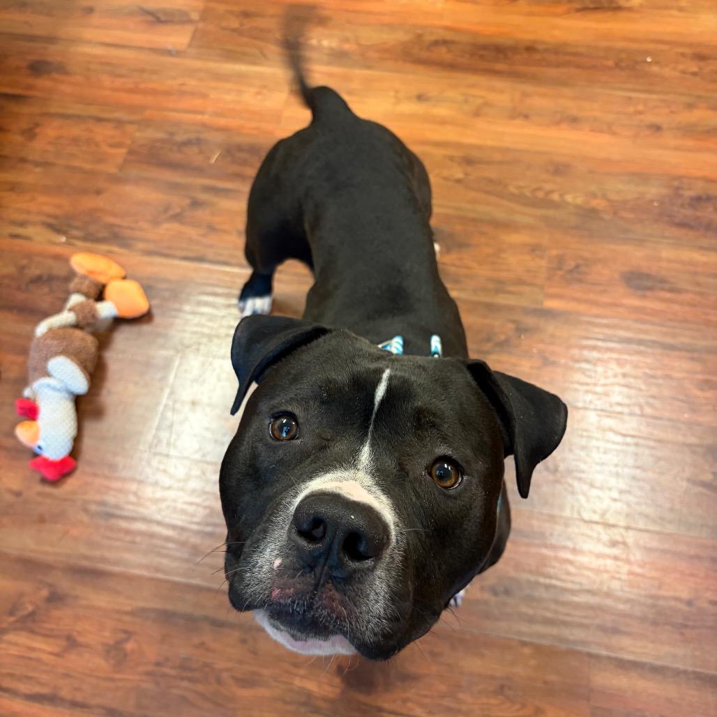 Bentley, a Adoptable Pit Bull Terrier in Charlottesville, VA image 5/6