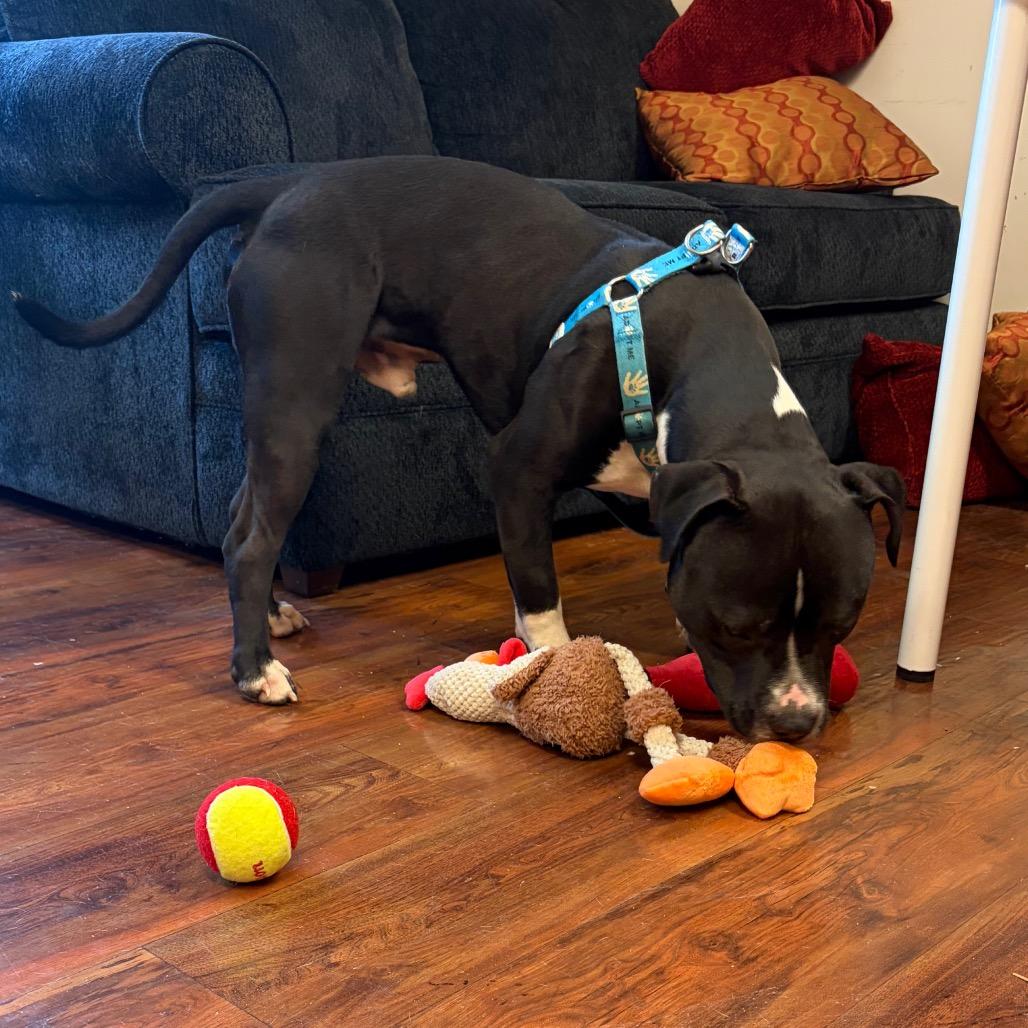 Bentley, a Adoptable Pit Bull Terrier in Charlottesville, VA image 6/6