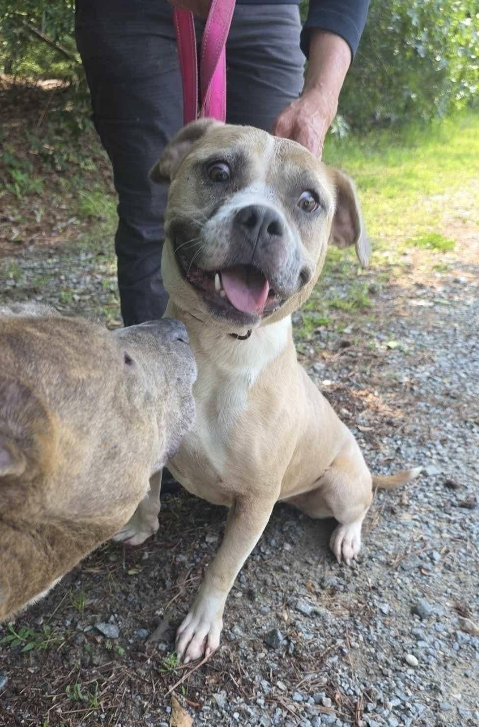 Cee Cee (Sweet lady looking for her hero!), Adult Female Mixed Breed