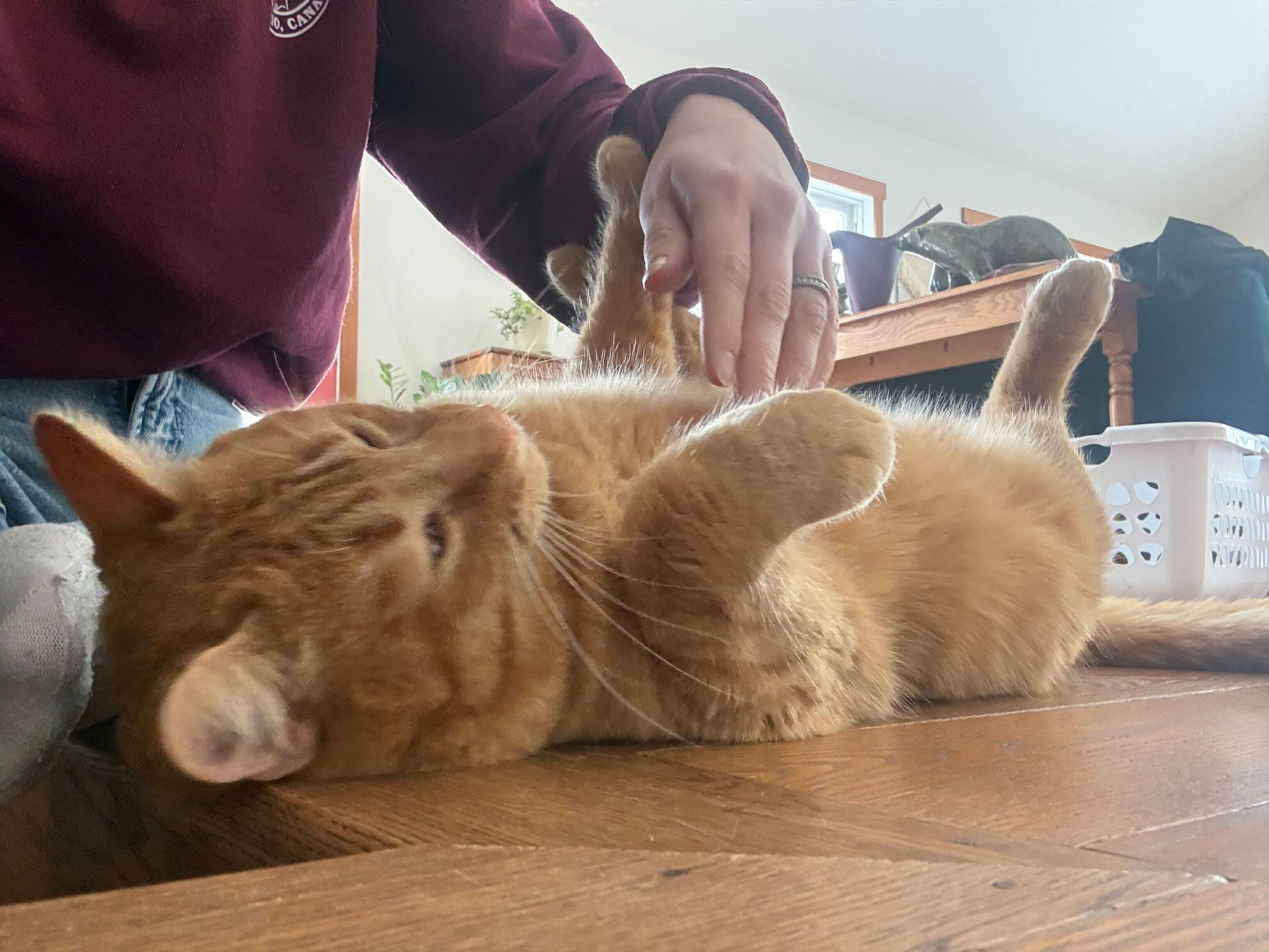 Enlarge Gord, a ADOPTABLE Domestic Short Hair in Wakefield, QC image 6/6