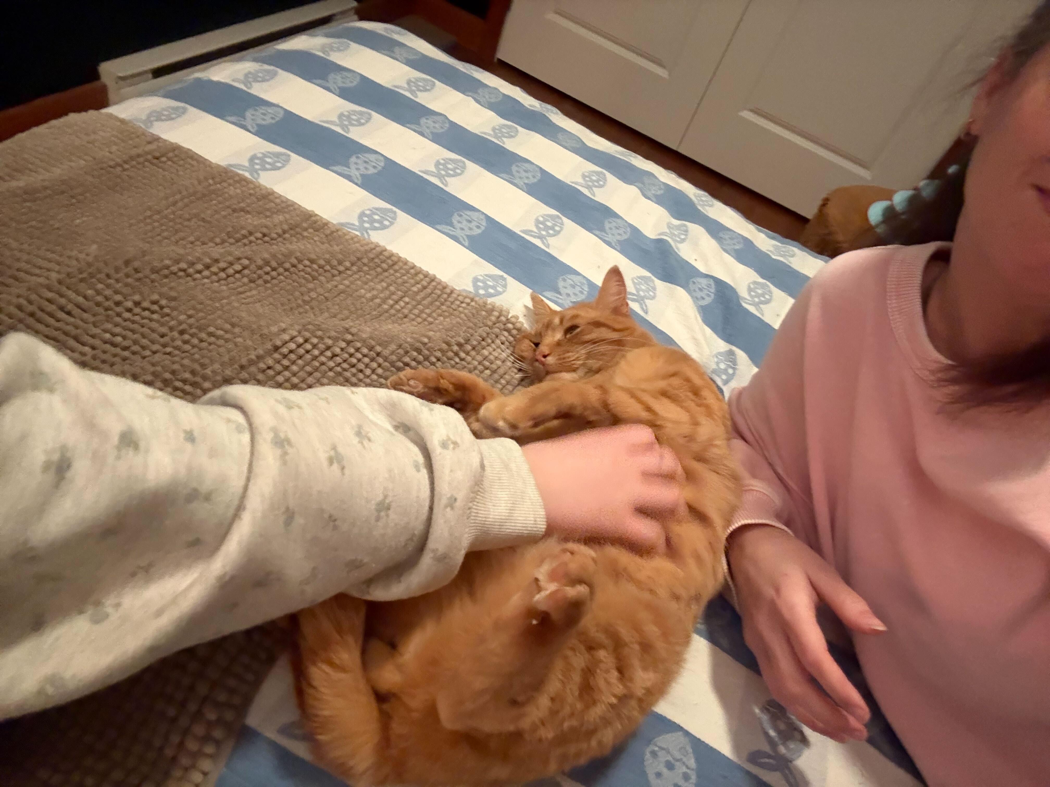 Enlarge Gord, a ADOPTABLE Domestic Short Hair in Wakefield, QC image 2/6