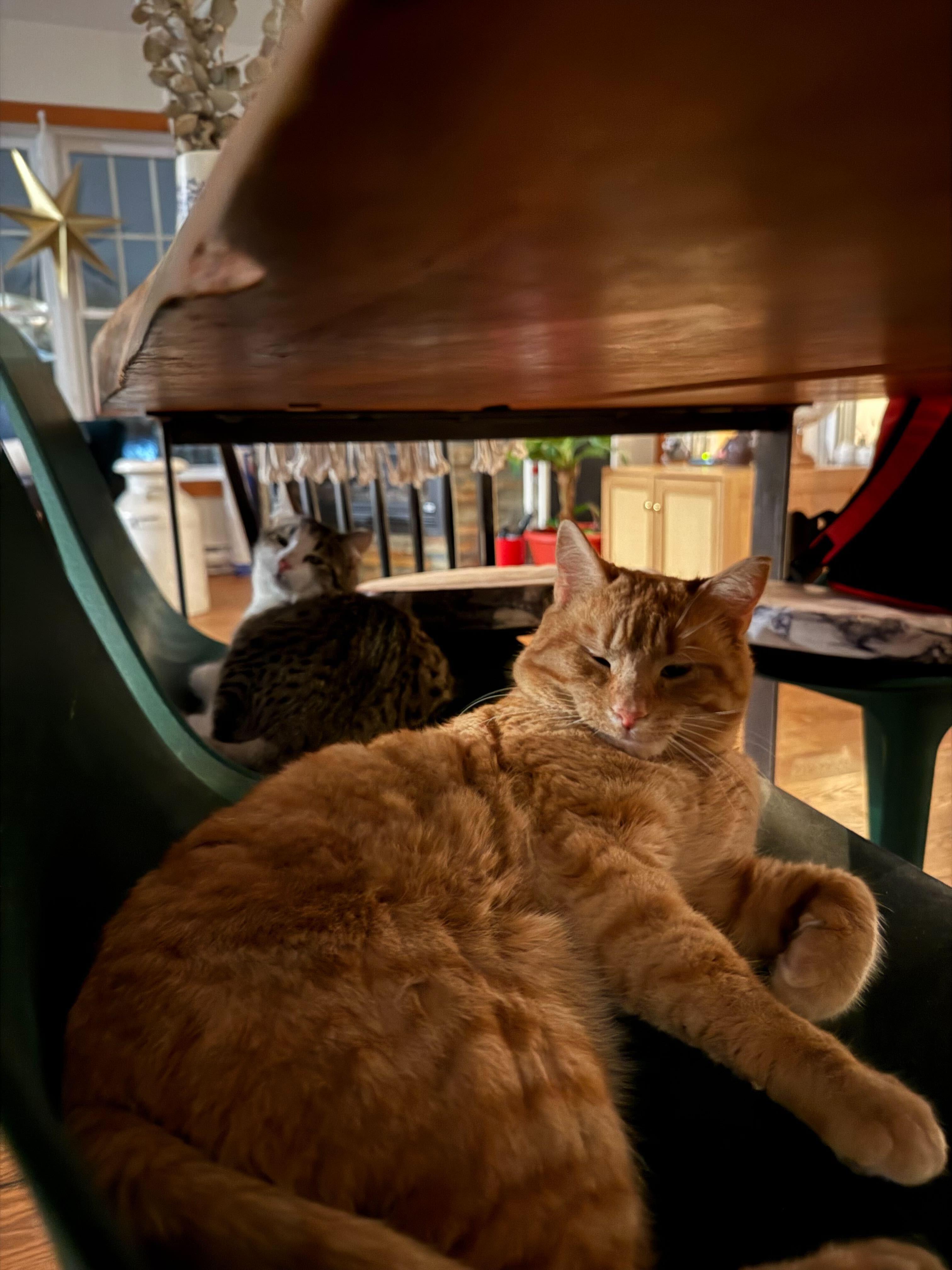 Enlarge Gord, a ADOPTABLE Domestic Short Hair in Wakefield, QC image 3/6