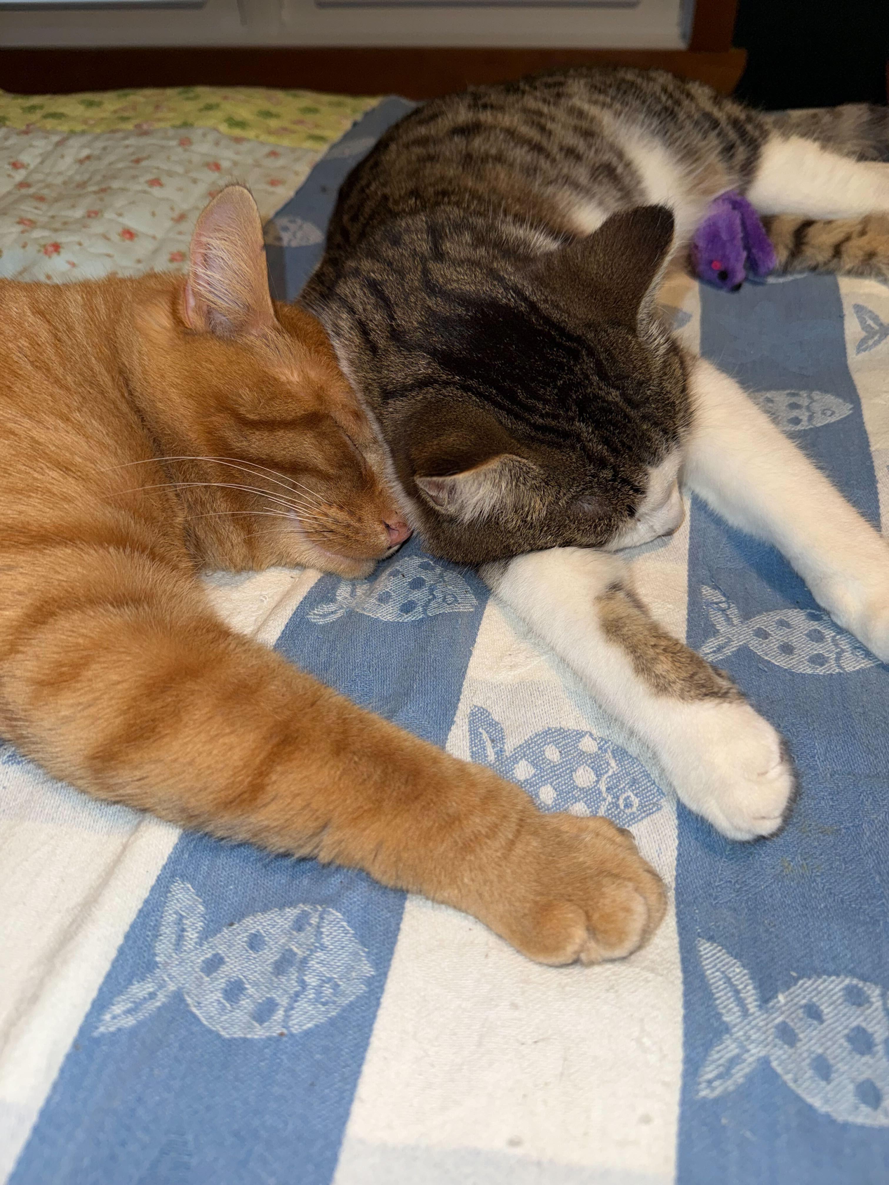 Enlarge Gord, a ADOPTABLE Domestic Short Hair in Wakefield, QC image 5/6