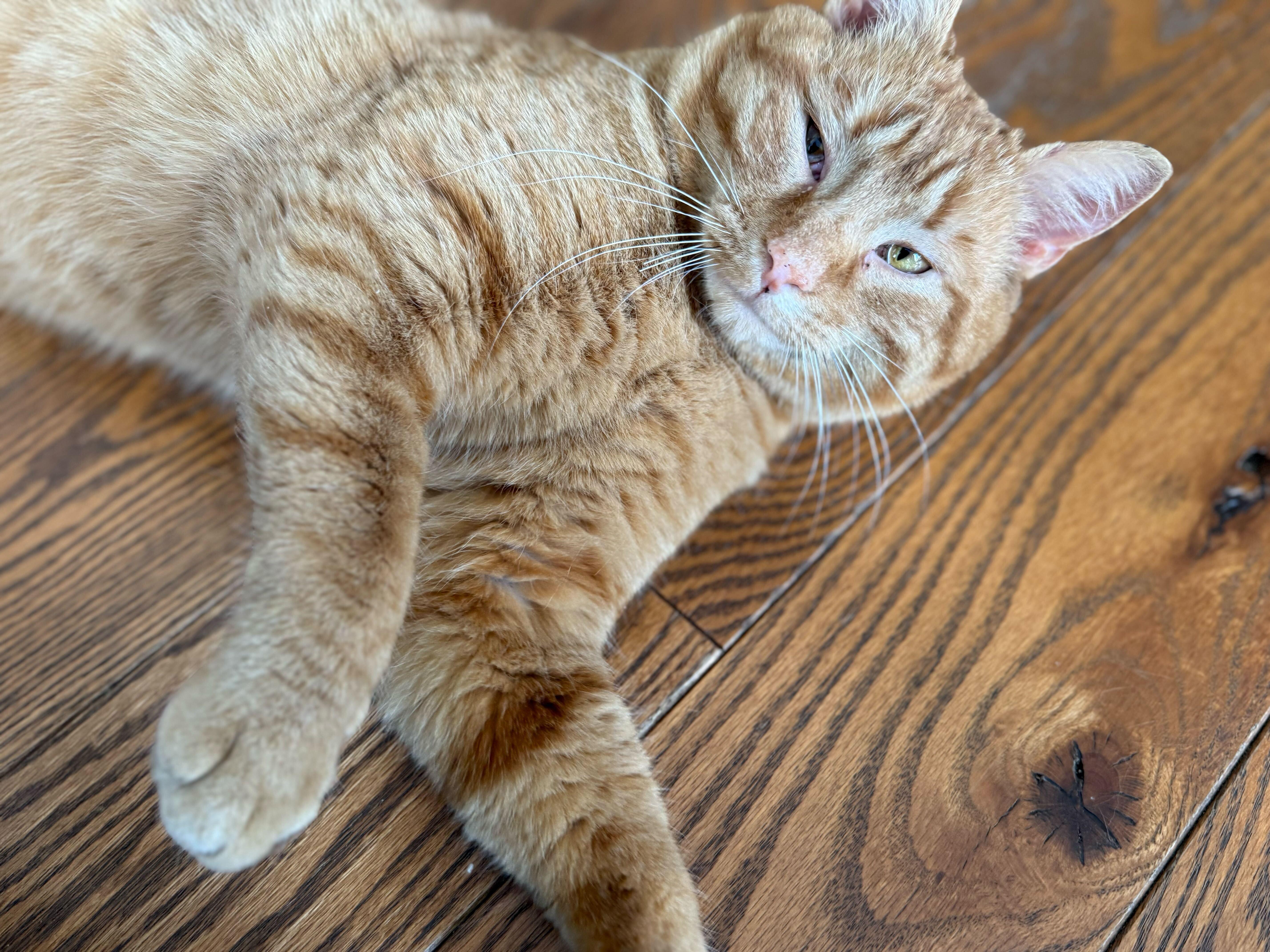 Enlarge Gord, a ADOPTABLE Domestic Short Hair in Wakefield, QC image 1/6