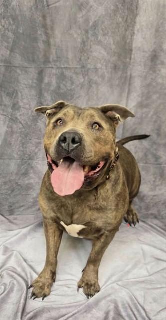 THICKUMS MCGEE, Adoptable, Adult Female Staffordshire Bull Terrier & Mixed Breed.