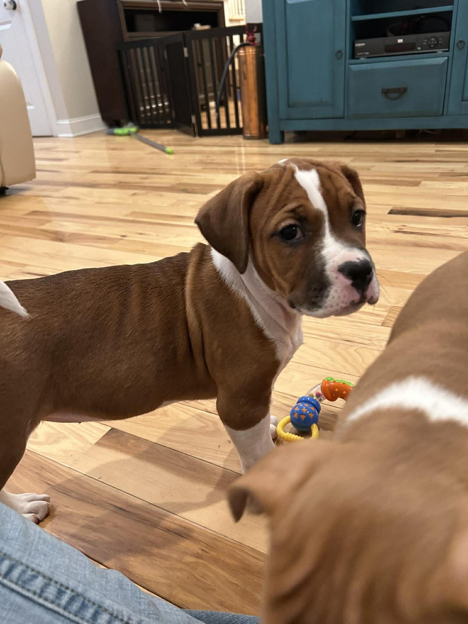 Stella - Golden Hour Litter