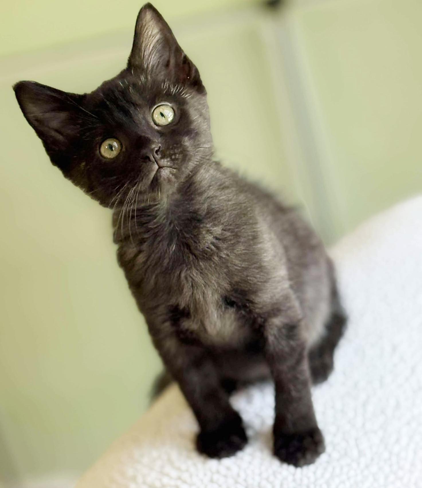 Jessica is such a joy!  SMOKE!!  Happiest kitten - so teeny! Maine Coon Cat