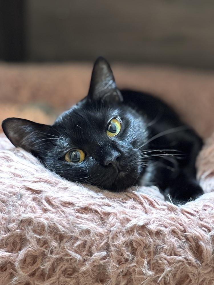 Pearl — thumbnail 3