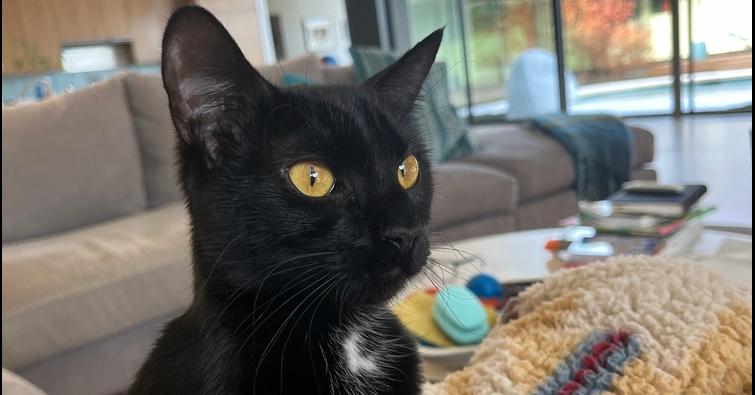 Pearl — thumbnail 4