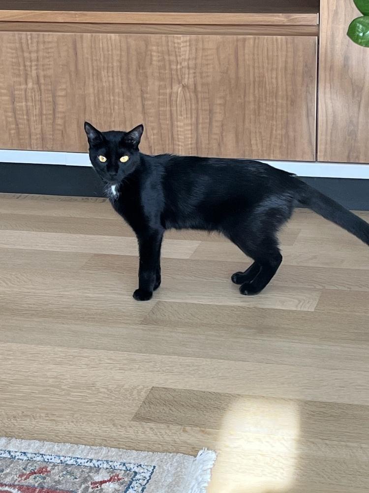 Pearl — thumbnail 6