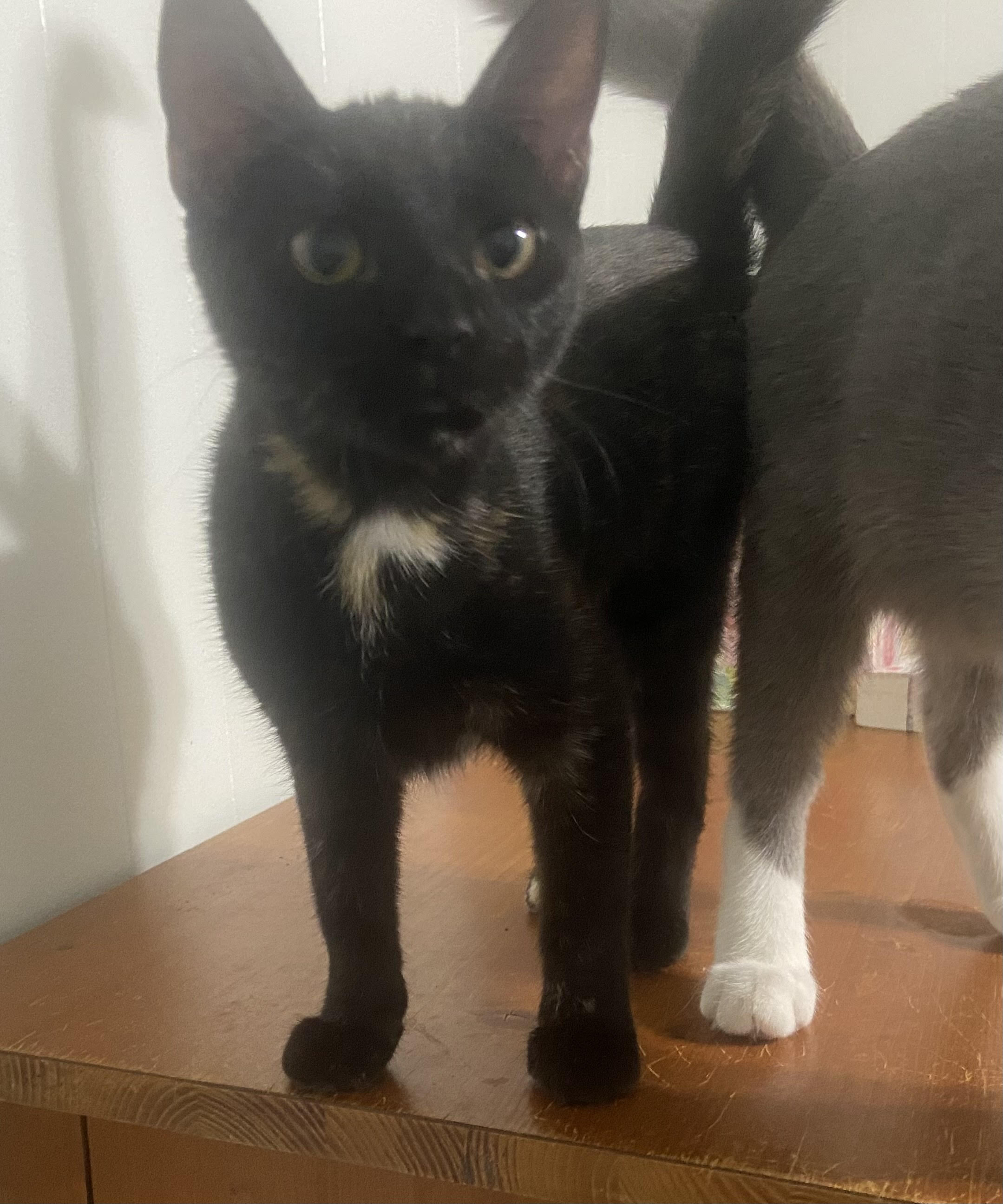 Cat for adoption Chaka, a Domestic Short Hair in Fort Worth, TX