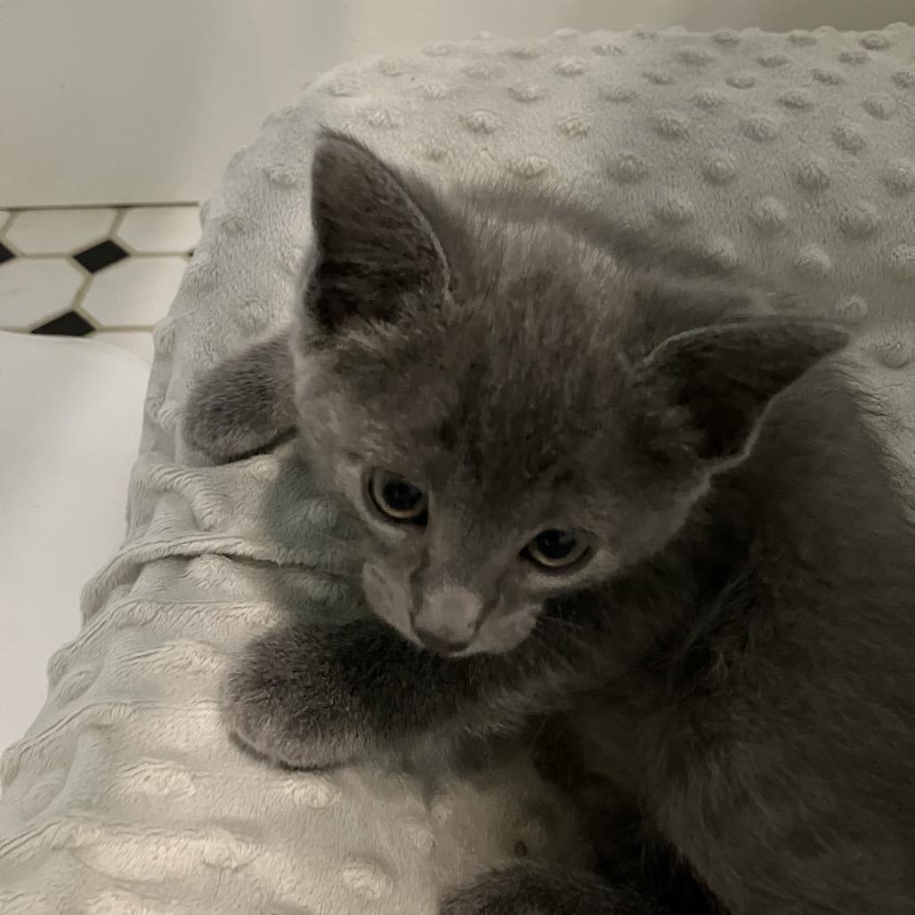 Laurel, Adoptable, Kitten Female Domestic Short Hair & Domestic Short Hair.