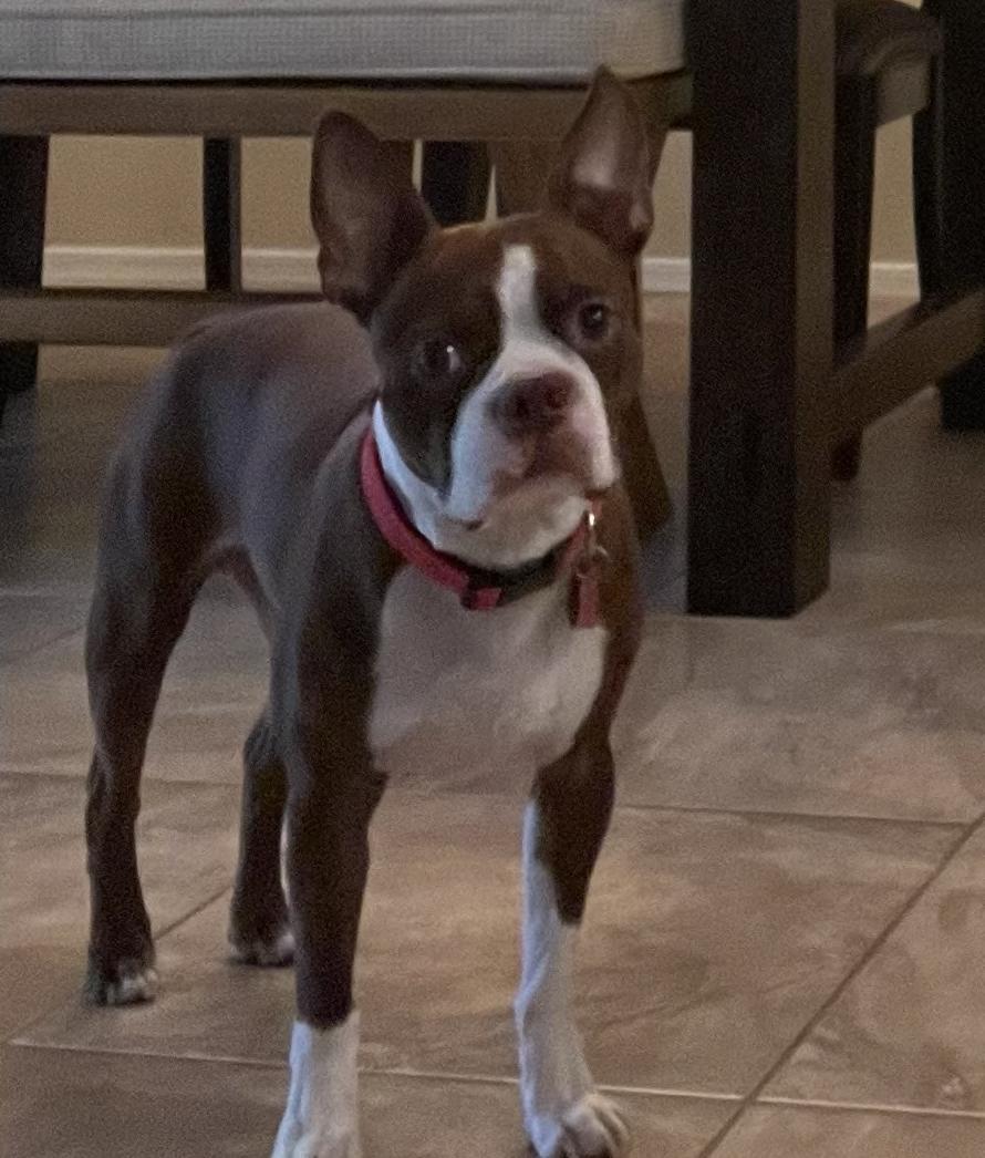 Beanie, Adoptable, Young Male Boston Terrier.