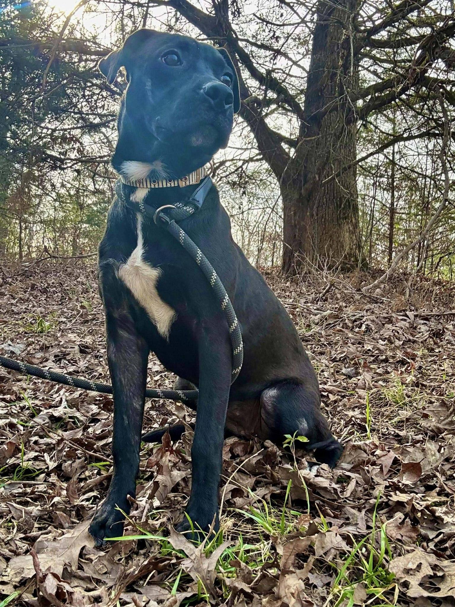 STELLA, ADOPTABLE, Young Female Black Labrador Retriever.