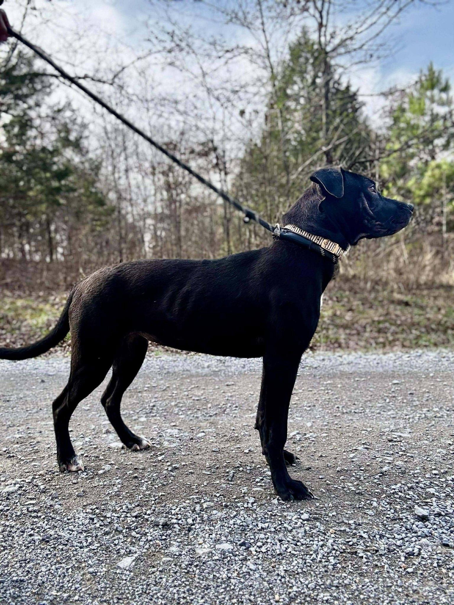 Enlarge STELLA, a ADOPTABLE mixed breed in Waverly, TN image 2/2