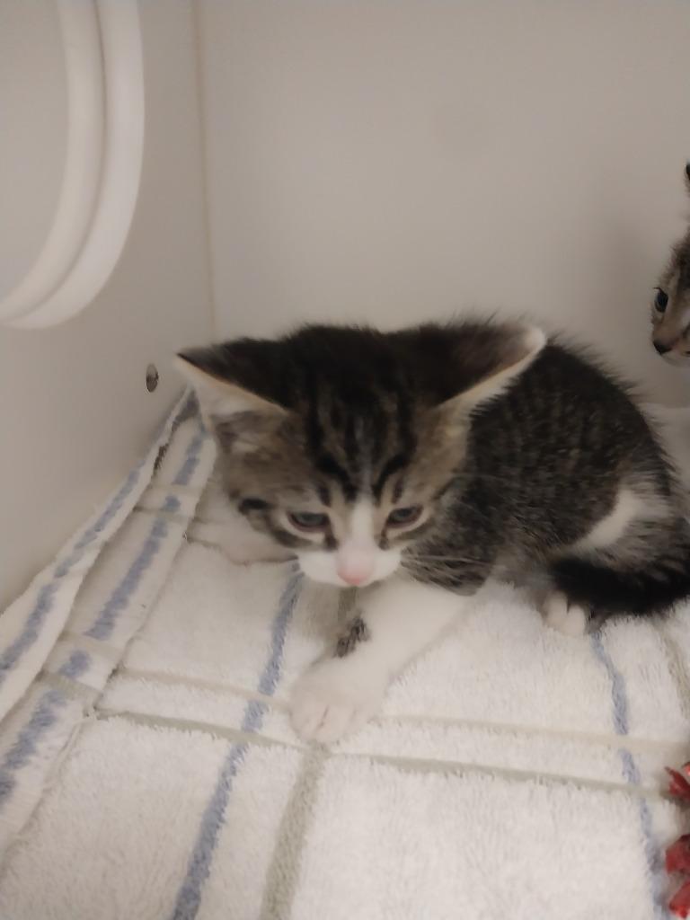 Odie, Adoptable, Kitten Male Domestic Short Hair.