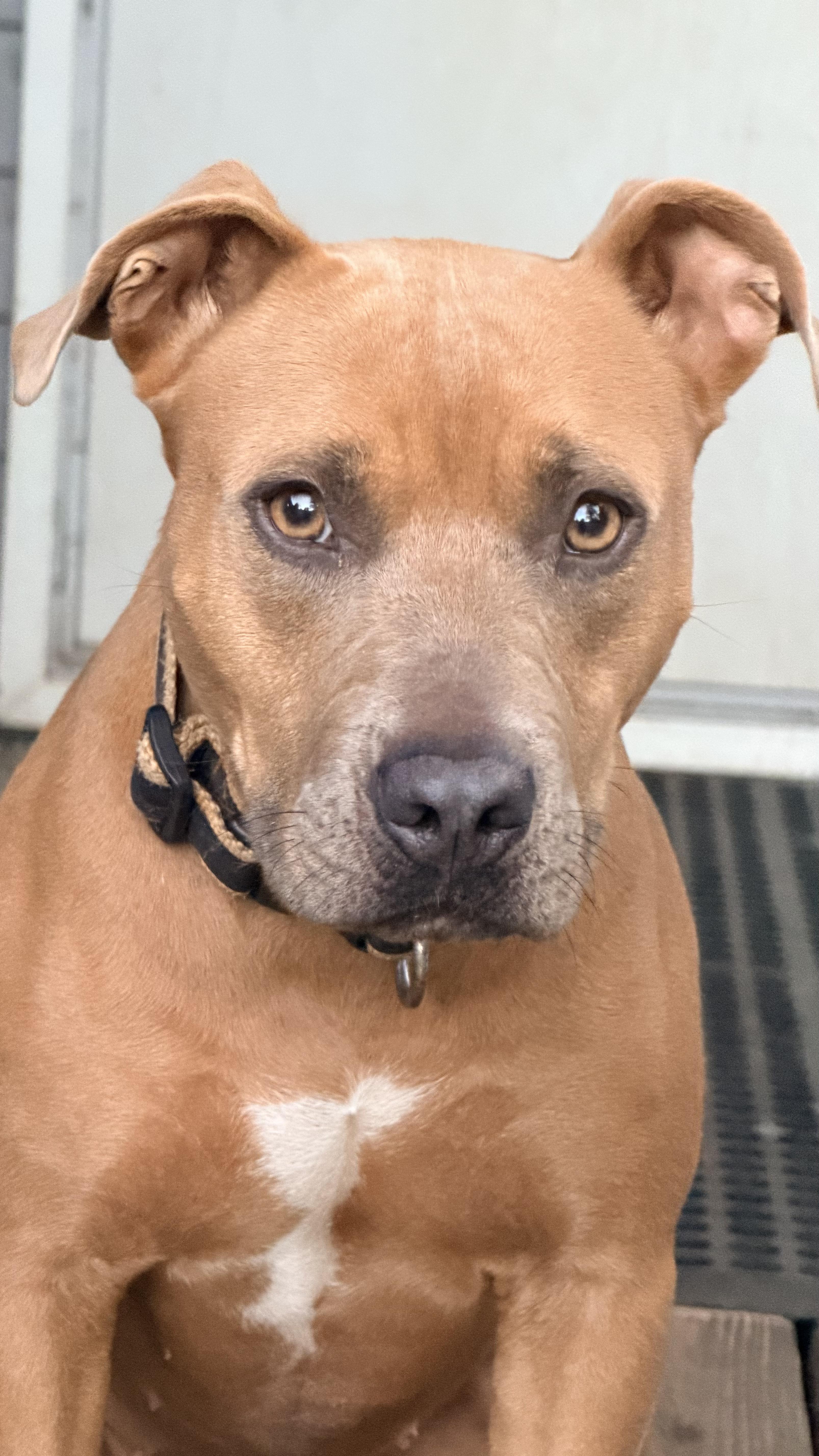 Molly Brown, a ADOPTABLE mixed breed in Jacksonville, FL image 3/3