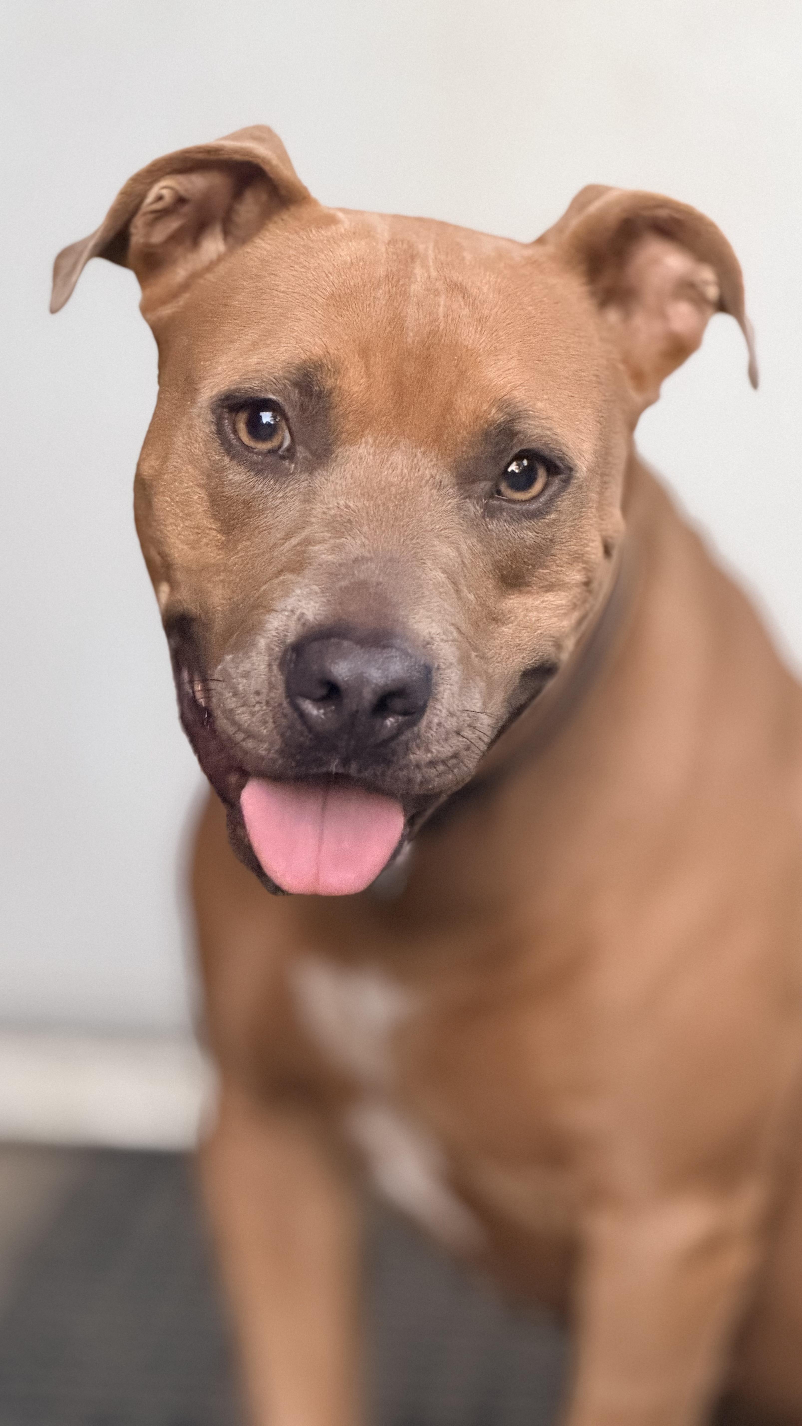 Molly Brown, a ADOPTABLE mixed breed in Jacksonville, FL image 1/3