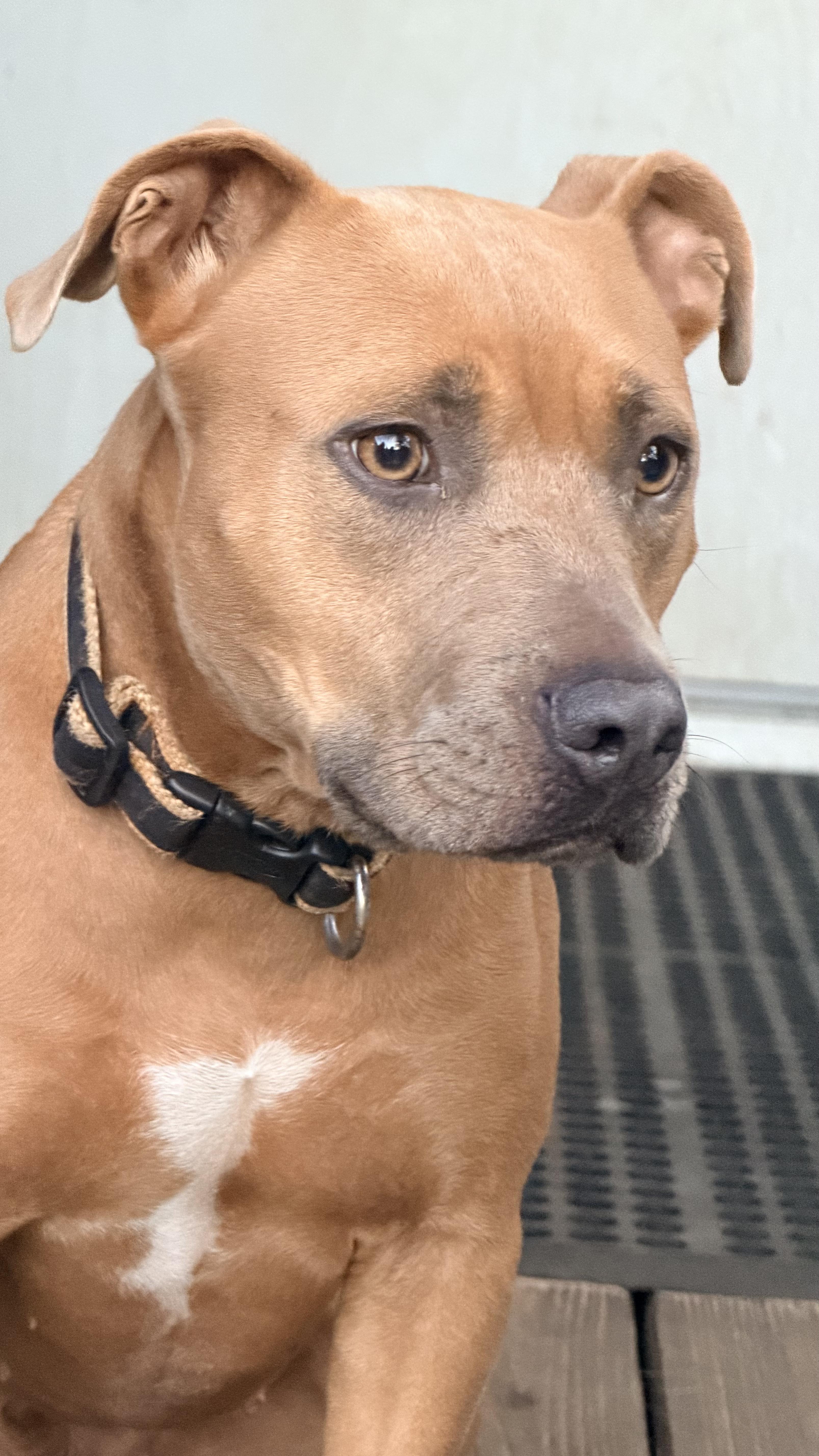 Molly Brown, a ADOPTABLE mixed breed in Jacksonville, FL image 2/3