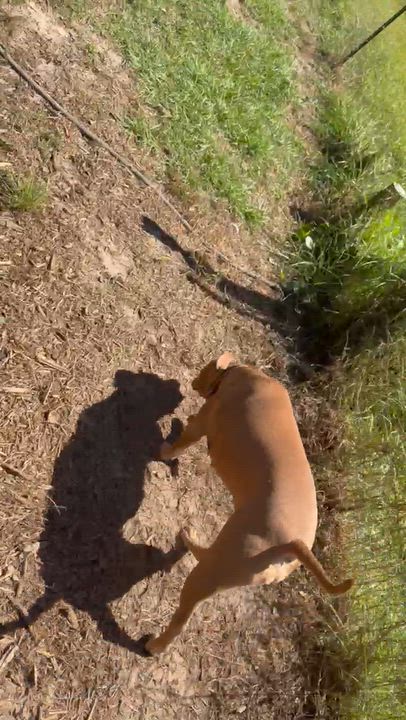 Enlarge Molly Brown, a Adoptable mixed breed in Jacksonville, FL video 4/4