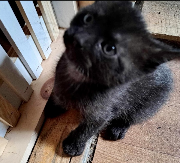 MIGHTY, Adopted, Kitten Female Domestic Short Hair.