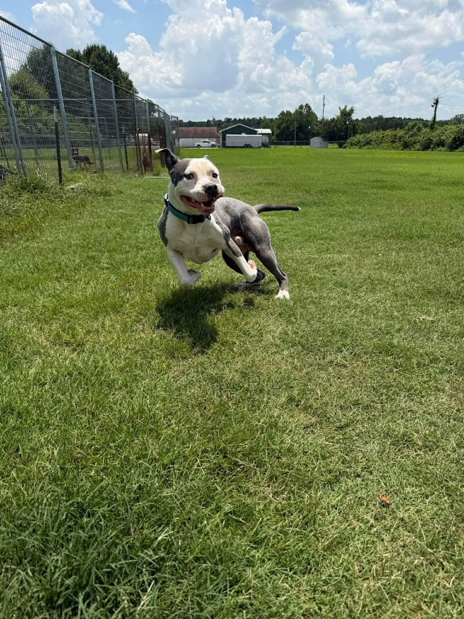 Ruger, adopted, Young Male Pit Bull Terrier & American Staffordshire Terrier.