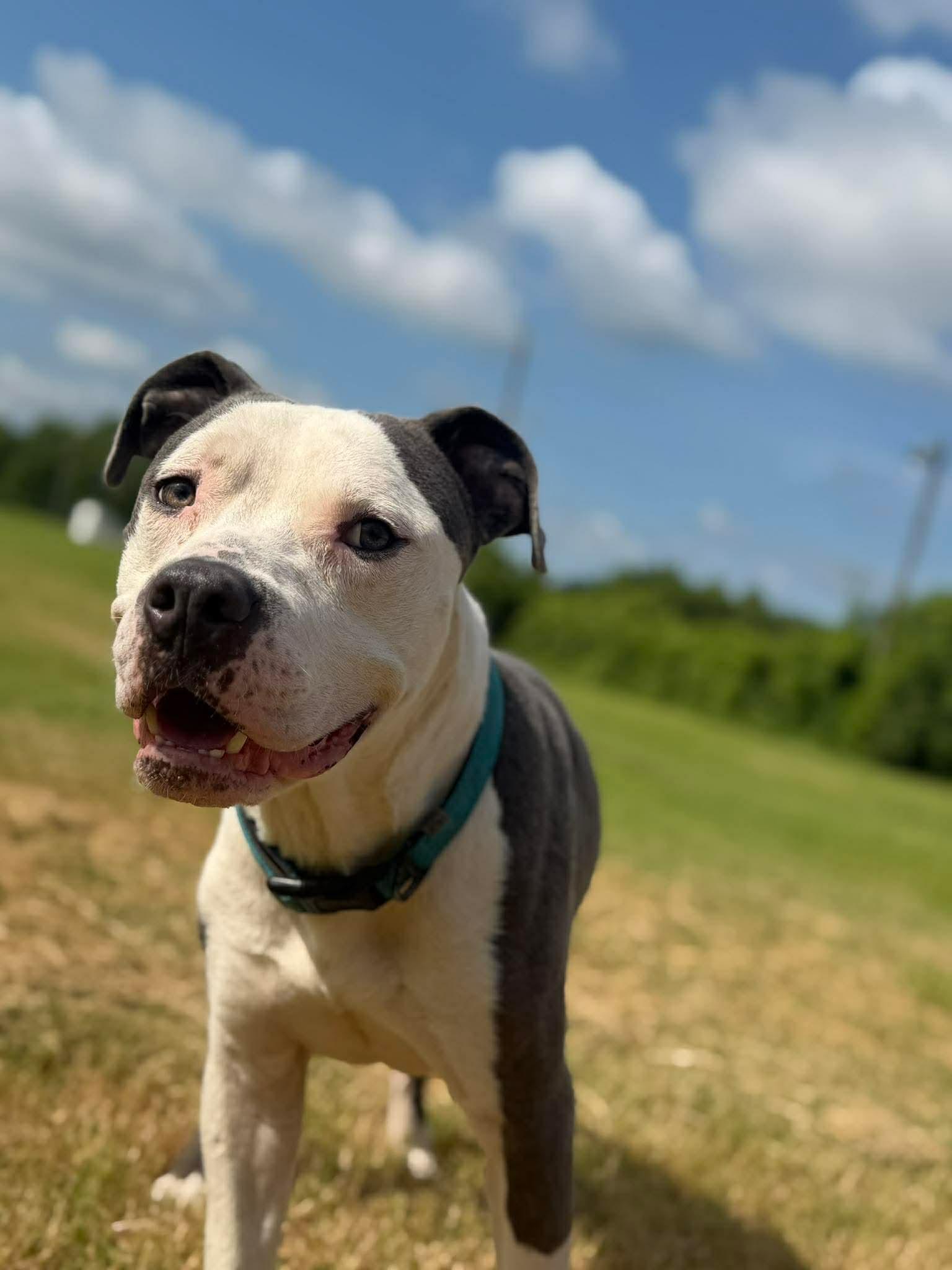 Ruger, an adopted mixed breed in Carmel, NY image 4/4