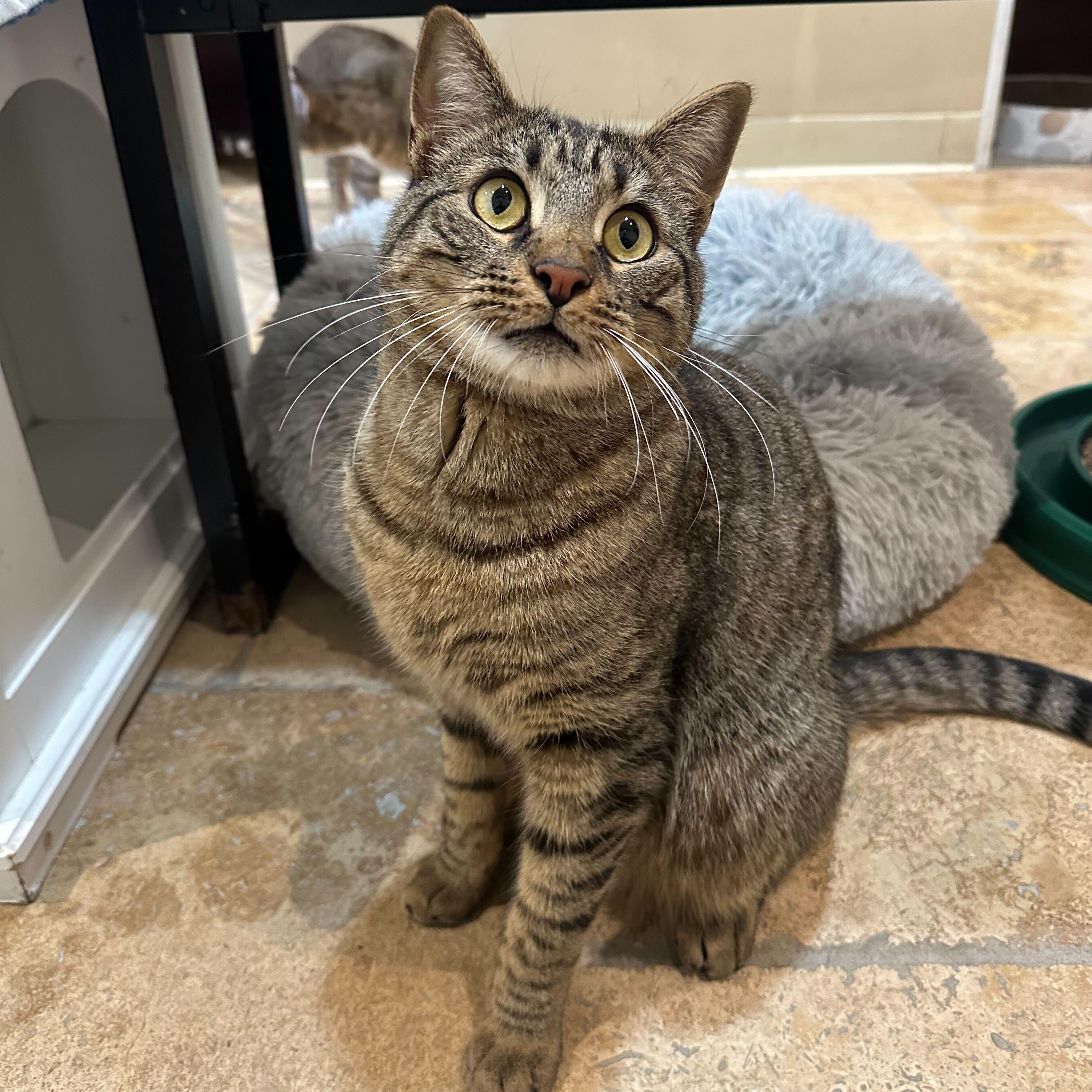 Enlarge Prince (bonded to Paris), a ADOPTABLE Domestic Short Hair in East Brunswick, NJ image 1/4