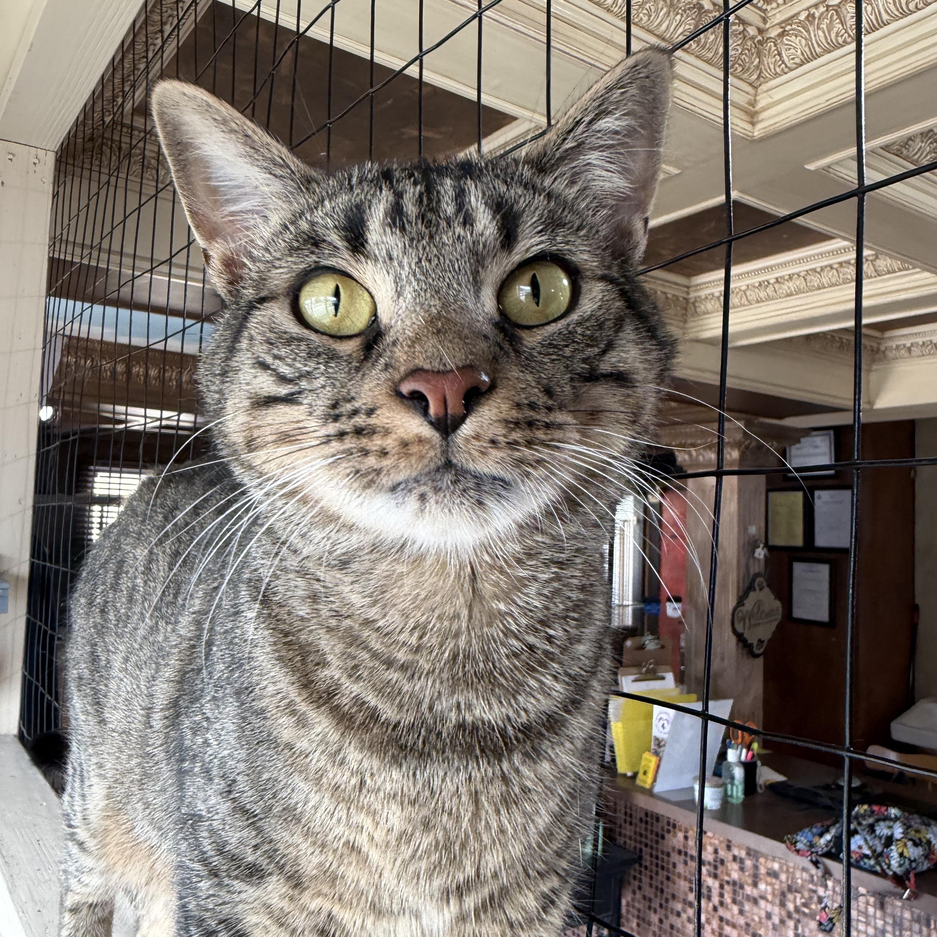 Prince, ADOPTABLE, Young Male Domestic Short Hair.