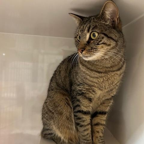 Enlarge Prince (bonded to Paris), a ADOPTABLE Domestic Short Hair in East Brunswick, NJ image 3/4