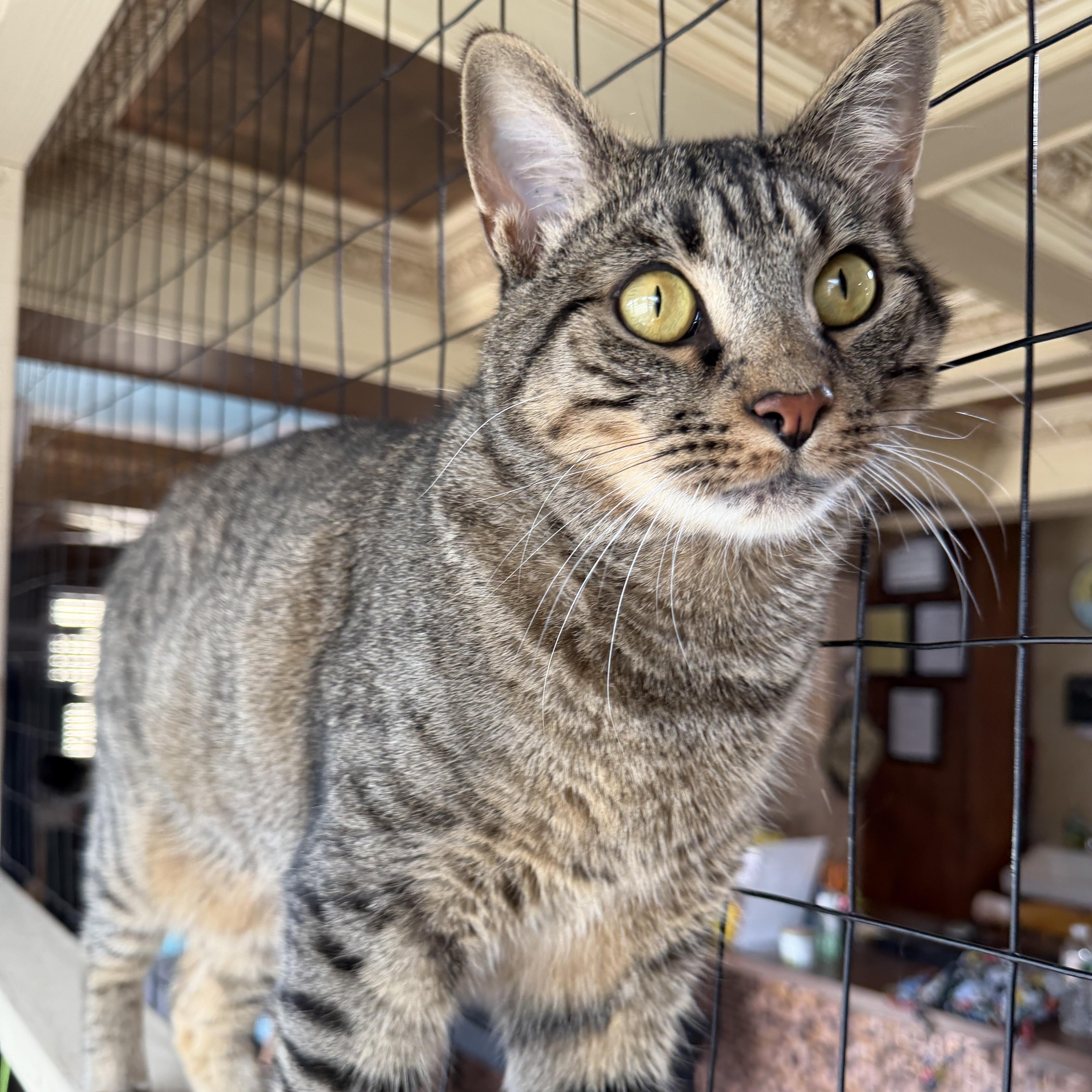 Prince, a ADOPTABLE Domestic Short Hair in East Brunswick, NJ image 6/6