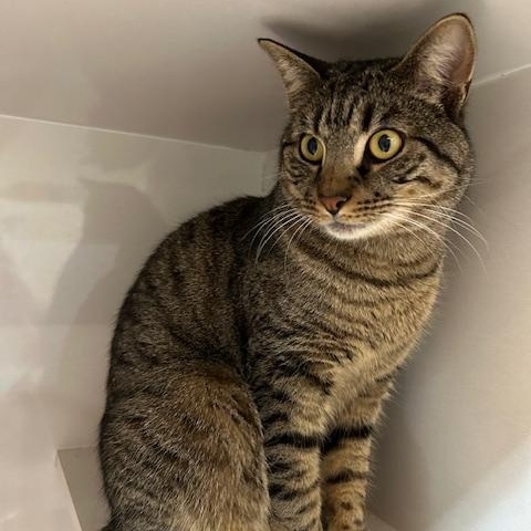 Enlarge Prince (bonded to Paris), a ADOPTABLE Domestic Short Hair in East Brunswick, NJ image 2/4