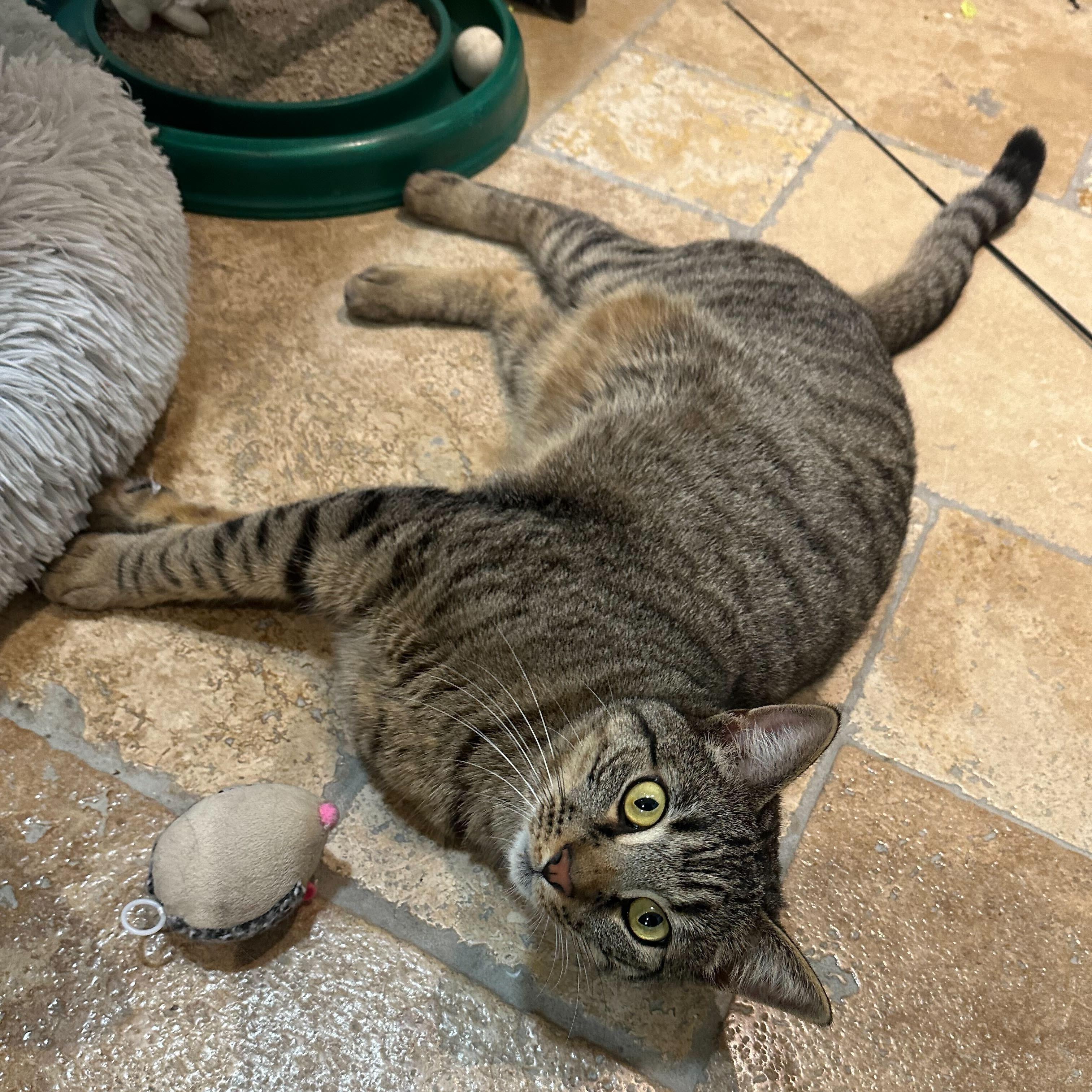 Enlarge Prince (bonded to Paris), a ADOPTABLE Domestic Short Hair in East Brunswick, NJ image 4/4