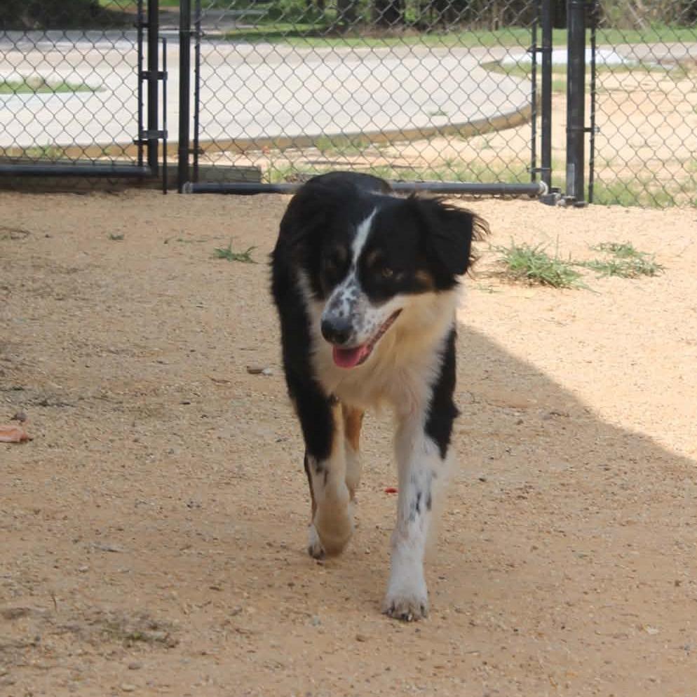 Jax, Adoptable, Adult Male Australian Shepherd & Mixed Breed.
