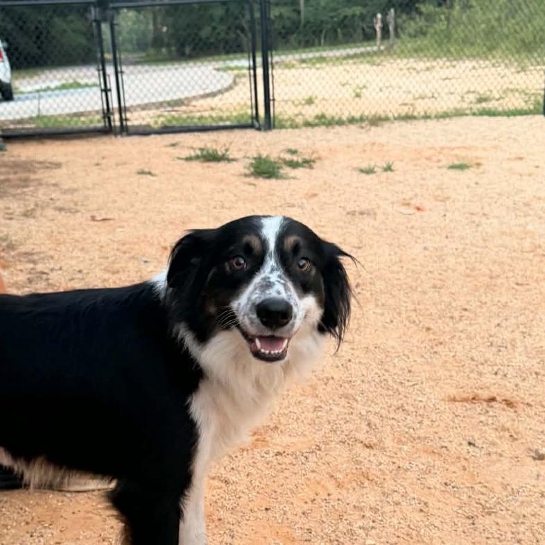 Enlarge Jax, a Adoptable mixed breed in Hattiesburg, MS image 2/3