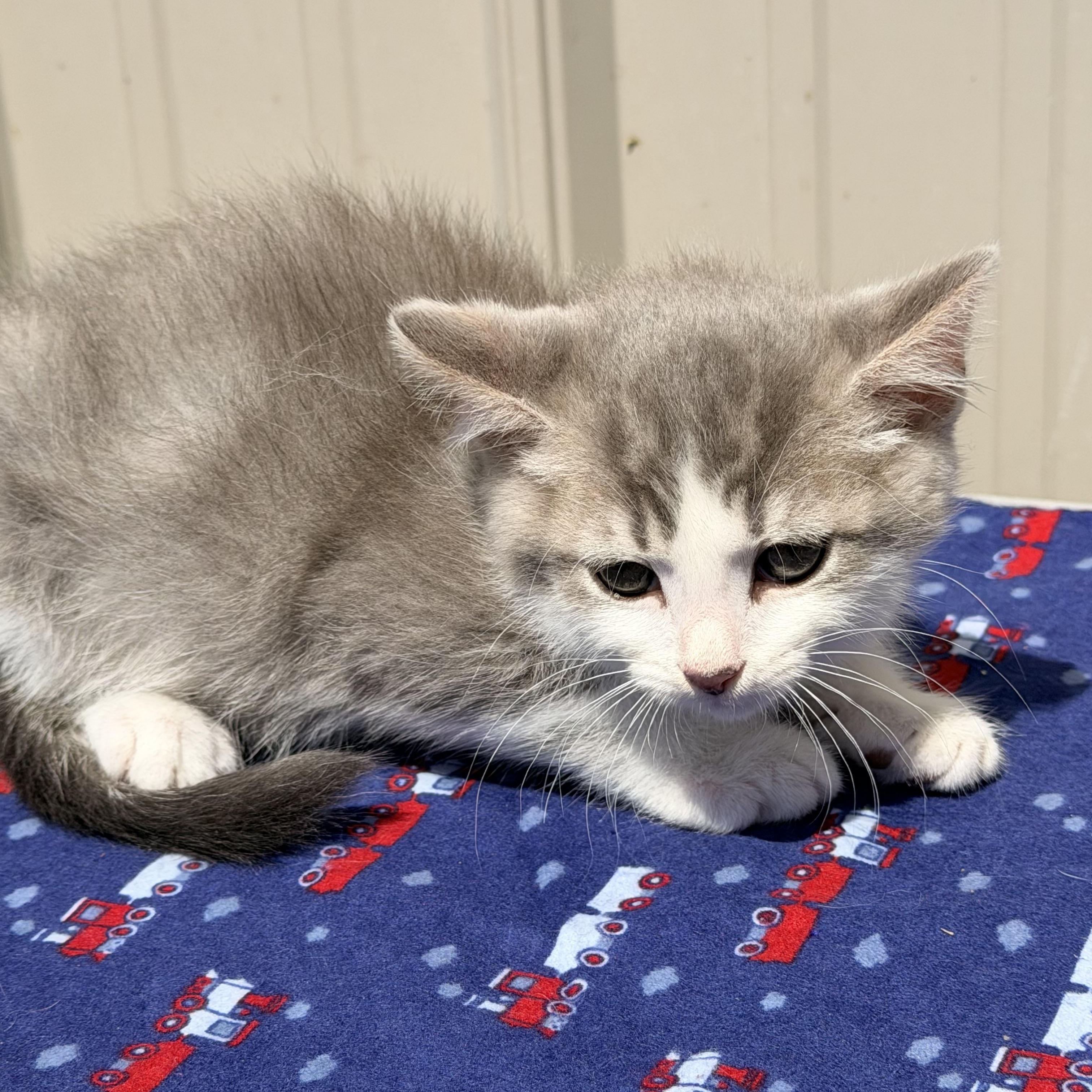 Enlarge Lux, a ADOPTABLE Domestic Short Hair in Logan, OH image 1/1