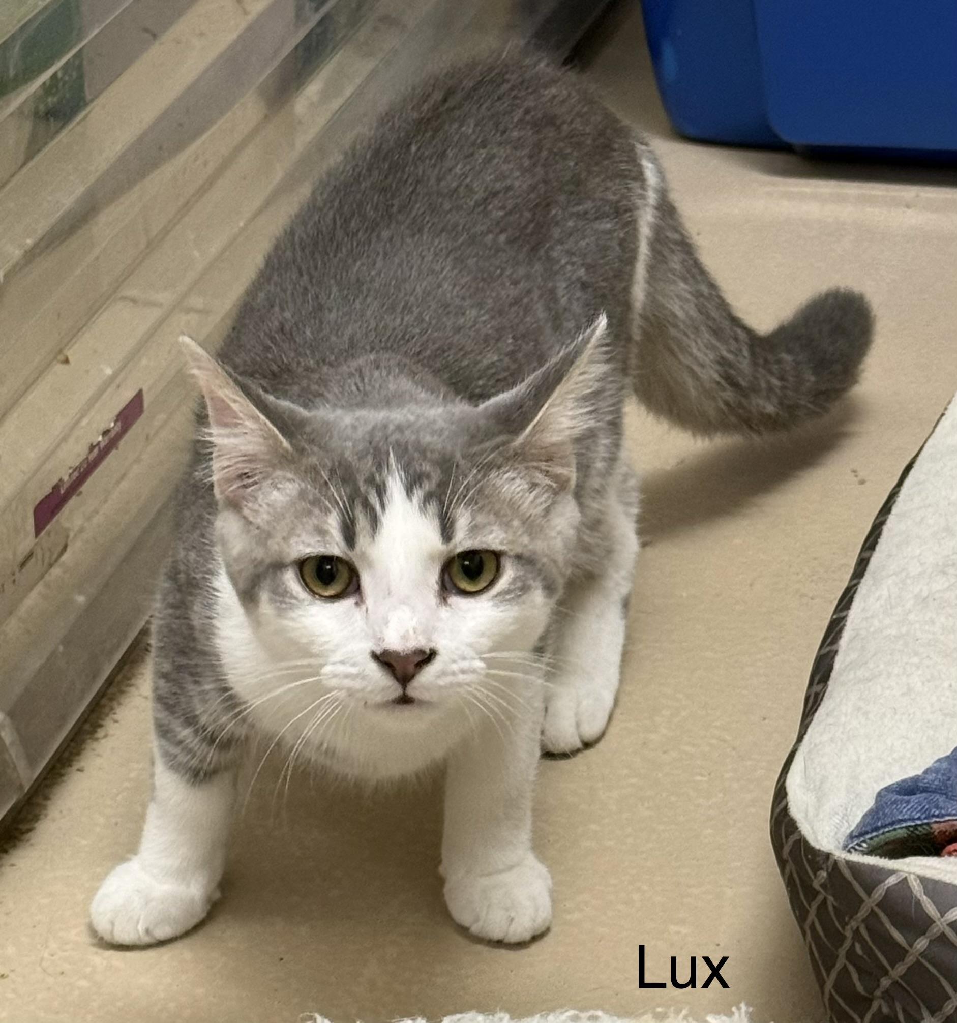 Enlarge Lux, a ADOPTABLE Domestic Short Hair in Logan, OH image 1/1