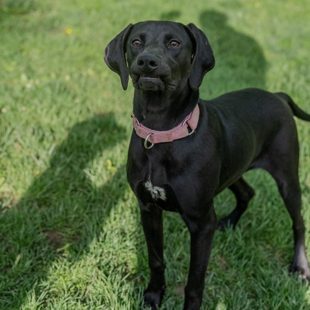 Enlarge Sunny Sue, a Adoptable mixed breed in Pawling, NY image 1/6