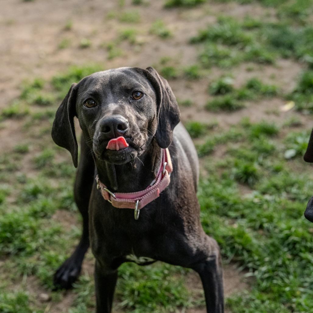 Enlarge Sunny Sue, a Adoptable mixed breed in Pawling, NY image 2/6