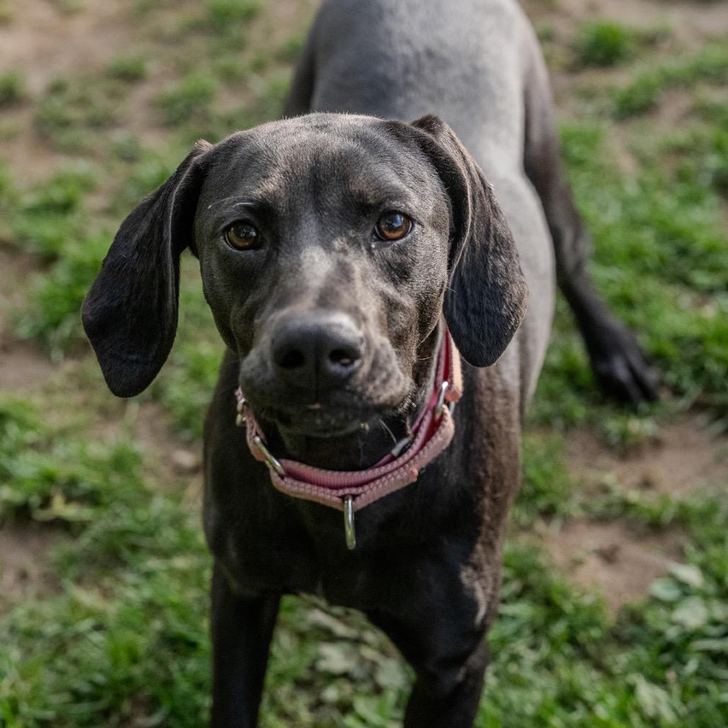 Enlarge Sunny Sue, a Adoptable mixed breed in Pawling, NY image 3/6
